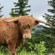 User profile picture