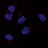 Cell_Colocalization